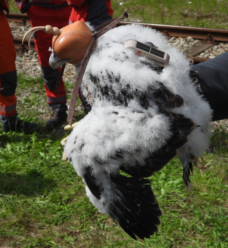 Nadajnik Petry, fot. Sławomir Sielicki, Fundacja Stowarzyszenia "Sokół"