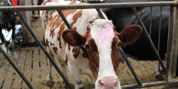 Pierwsza biogazownia w powiecie płockim powstanie w gminie Bielsk!
