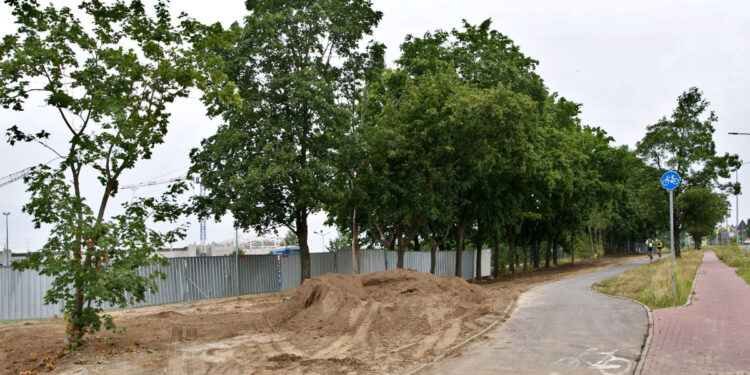 Mieszkańcy: To rzeź drzew! Ratusz: Czekamy na wyjaśnienia wykonawcy [ZDJĘCIA]