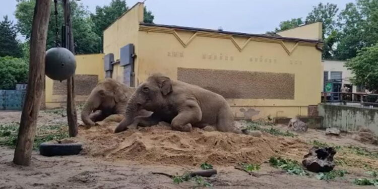 Dostał na urodziny 20 ton piachu. Jest zachwycony!