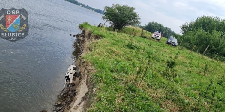 Młody byk zsunął się ze skarpy do wody. „Zwierzę było przestraszone i zmęczone”