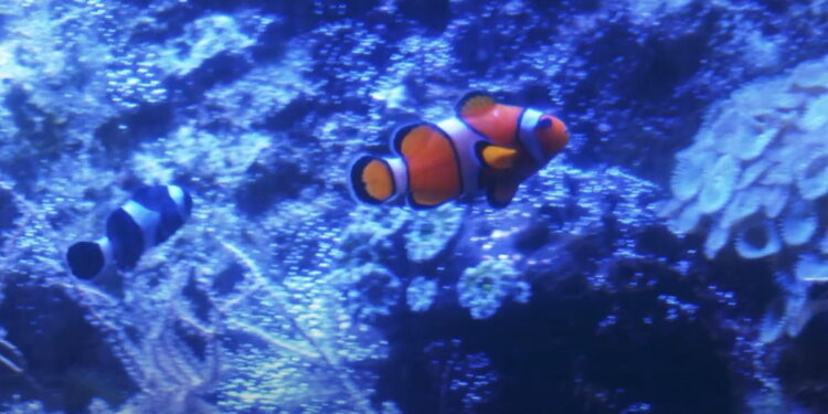 Tajemnice płockich Akwariów [FILM]