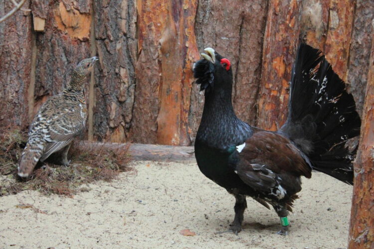 fot. ZOO Płock