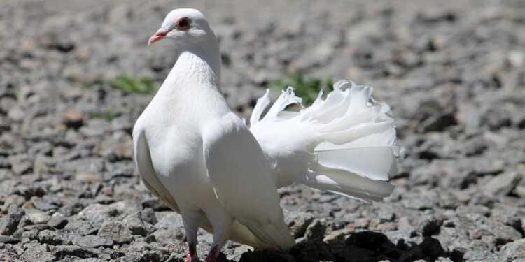 Najpiękniejsze okazy rasowych gołębi i drobiu ozdobnego do obejrzenia w Łącku