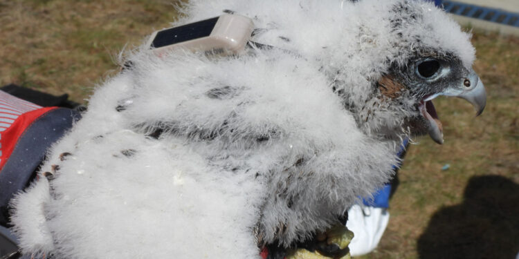 Jakie miasta i kraje odwiedziła płocka samica sokoła wędrownego?