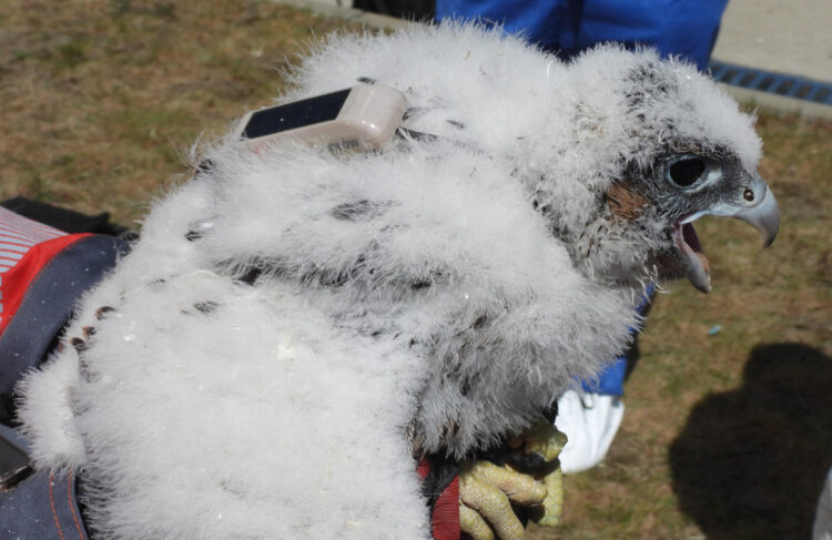Sokolica Naftka, fot. Stowarzyszenie Na Rzecz Dzikich Zwierząt "Sokół"