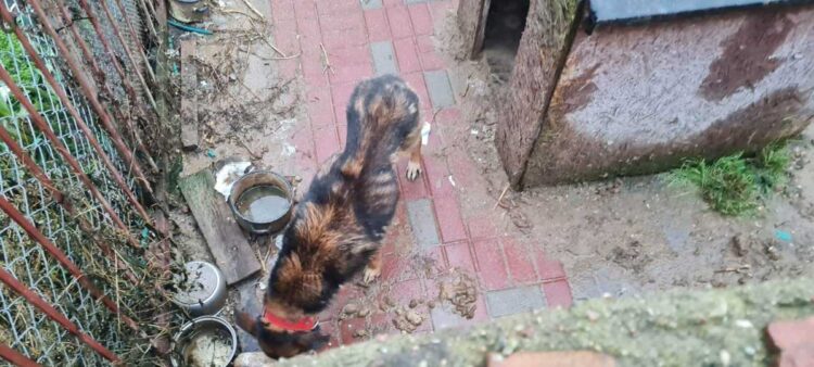 fot. OTOZ Animals Płock