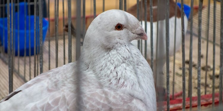 Najpiękniejsze gołębie rasowe na wystawie w Łącku [ZDJĘCIA]