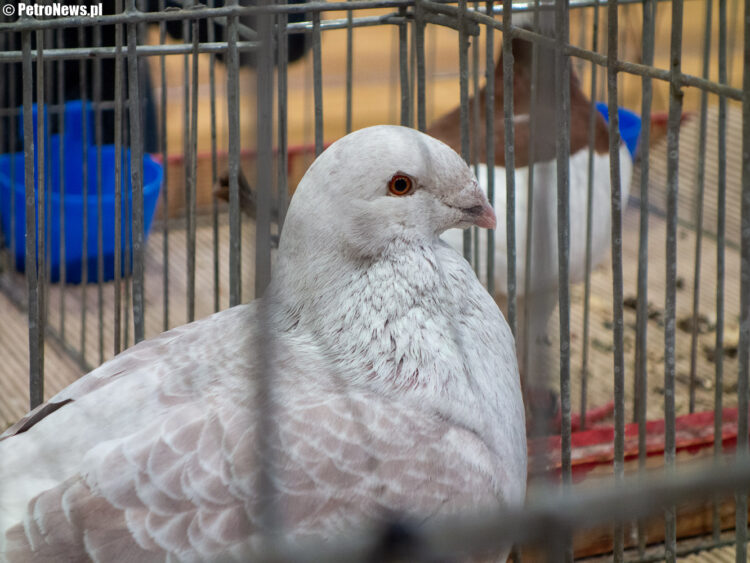 fot. Wiktor Pleczyński