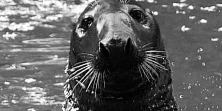 Nie żyje foka z płockiego ZOO. Odwołano pokazy