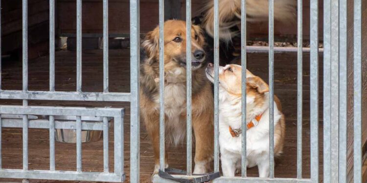 Schroniska dla zwierząt otrzymają pomoc. Płock zapowiedział złożenie wniosku [ZDJĘCIA]