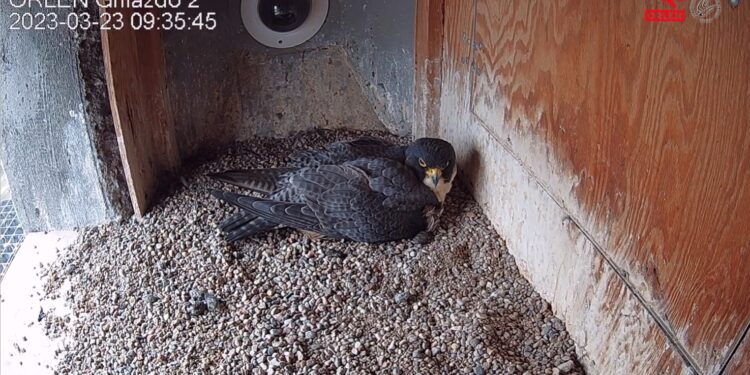 Para sokołów w Płocku ma już pierwsze jaja w tym sezonie!