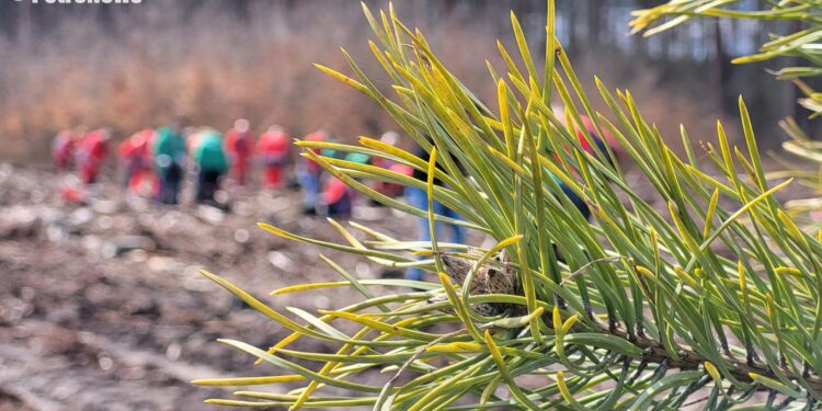 Posadzili 14 tysięcy sadzonek drzew [FILM, ZDJĘCIA]