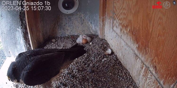 Pierwsze pisklęta sokoła wędrownego już są!