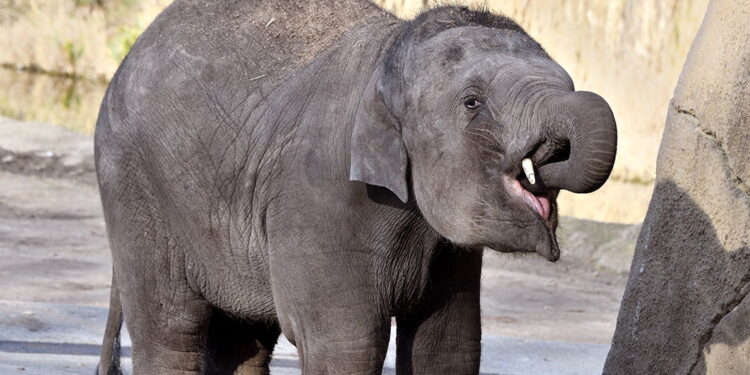 Nowy mieszkaniec ZOO w Płocku. Ma 6 lat i waży 2 tony [ZDJĘCIA]
