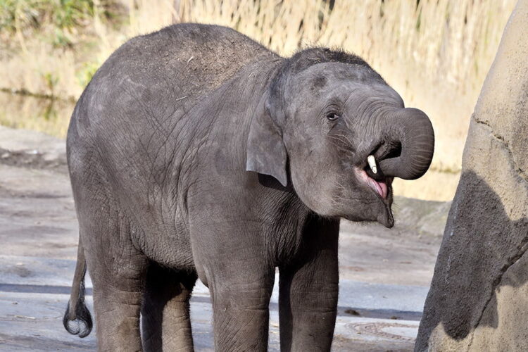 fot. R. Schlosser (Kölner Zoo)