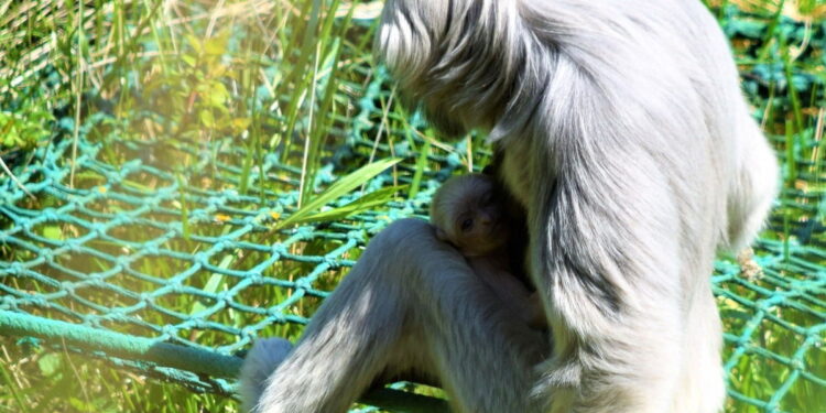 Narodziny w płockim ZOO. Maluch cały czas przytula mamę [ZDJĘCIA]