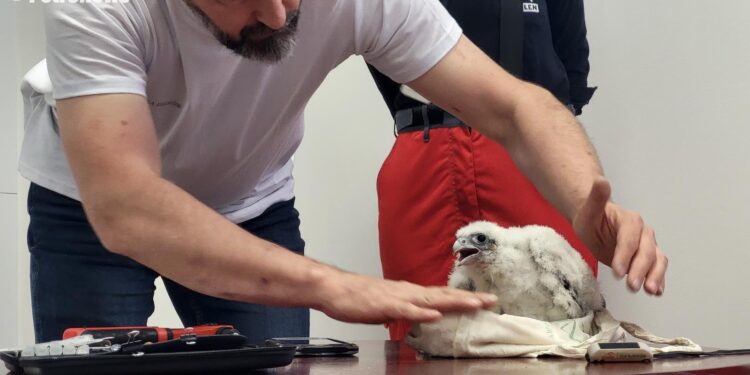 Cztery kolejne pisklaki sokoła wędrownego. Jakie propozycje imion?