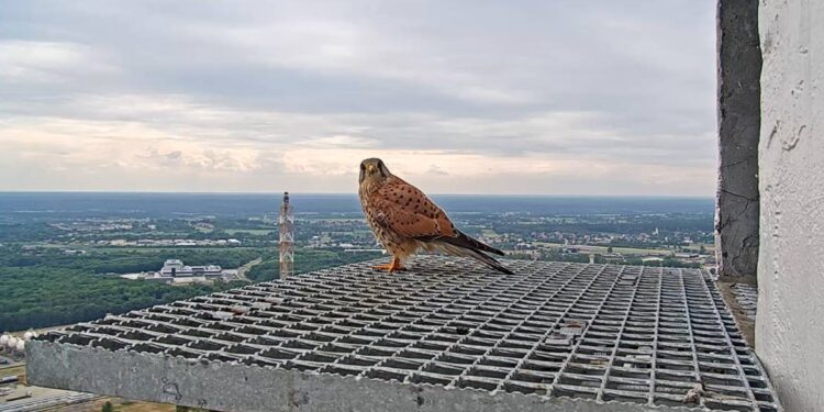 Nowi ptasi lokatorzy na kominach ORLENU