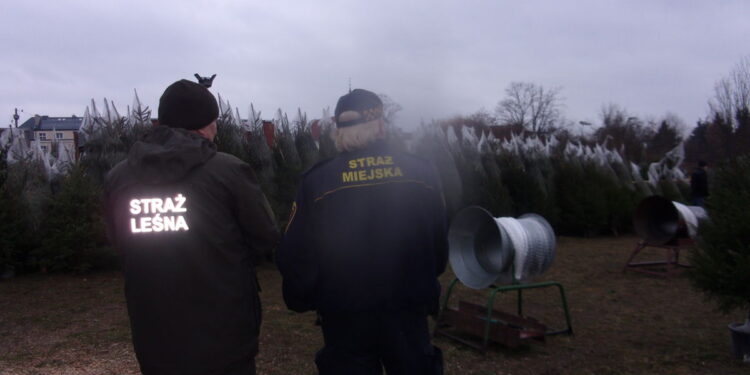 Mundurowi sprawdzają stoiska z choinkami. Czego szukają?