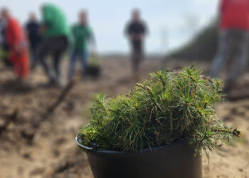 Sadzenie lasu z ORLENEM. Wyrośnie kilka tysięcy młodych drzew [FILM, FOTO]