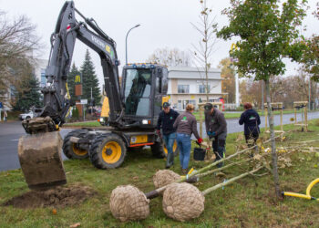 Nowa zieleń w Płocku! Platany pojawiły się w alei Piłsudskiego!