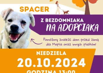 Te psiaki odwdzięczą się całym sercem! Przyjdźcie na spacer z okazji Dnia Kundelka!