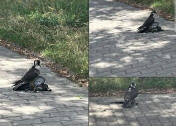 Wykluł się w Płocku, straszą nim w Warszawie