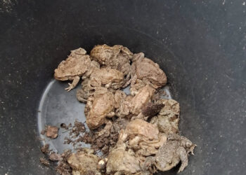 Ustawili wiadra na drodze żab. Po co?