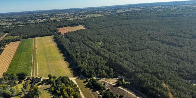 Trwają poszukiwania zaginionej 73-latki. W akcji strażacy i sprzęt specjalistyczny [AKTUALIZACJA]