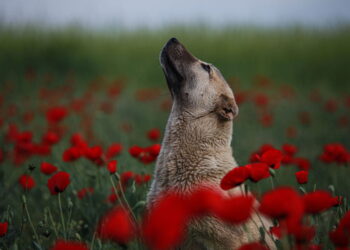 Koniec z trzymaniem psów na łańcuchu? Sejm zagłosował