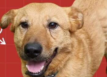 Widzieliście Alinę? Suczka jest lękowa