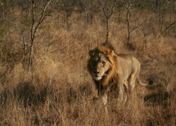 Poznajmy tajemniczą Angolę. Spotkanie z podróżnikiem w Płocku