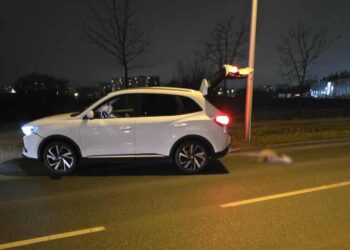 Zderzenie z dzikim zwierzęciem w Płocku