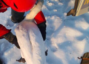 Akcja ratunkowa łabędzia na lodzie