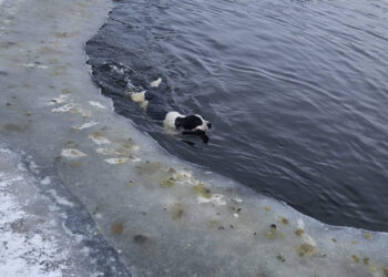 Pies utknął w lodowatej wodzie