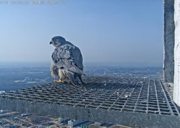 Jest już pierwsze jajo w gnieździe płockich sokołów