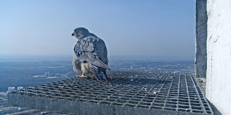 Jest już pierwsze jajo w gnieździe płockich sokołów