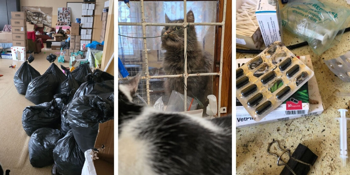 Przytulisko w Koszelewie: alarmujące relacje wolontariuszy i interwencje poselskie