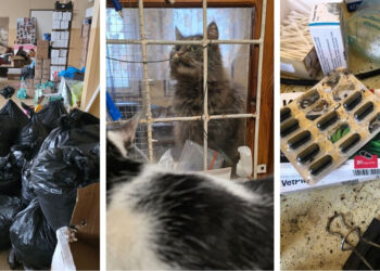 Przytulisko w Koszelewie: alarmujące relacje wolontariuszy i interwencje poselskie