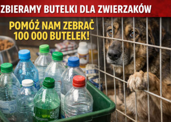 Nie proszą o pieniądze, lecz o… butelki. To pomoc dla psich podopiecznych