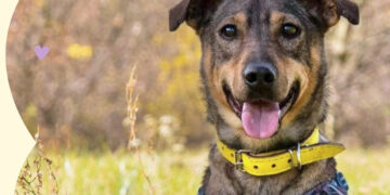 Spacer bezdomnych psiaków po Płocku