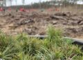 Wolontariusze ORLENU posadzili las w Łącku [FILM, ZDJĘCIA]