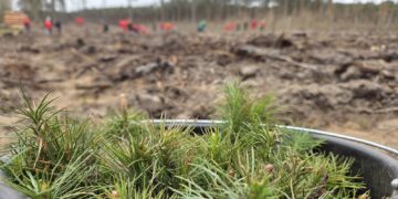 Wolontariusze ORLENU posadzili las w Łącku [FILM, ZDJĘCIA]