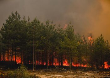 Ogromne zagrożenie pożarowe w polskich lasach!