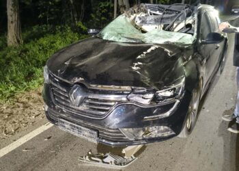 Zderzenie z łosiem w powiecie płockim. Dziewczynka w ciężkim stanie