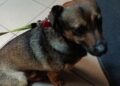 Ktoś przywiązał go do drzewa i porzucił. Rozpoznajecie tego psiaka?